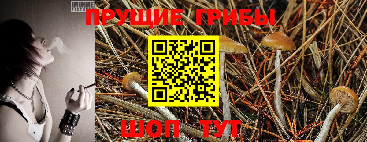 Новокубанск  Псилоцибиновые грибы Cubensis  дарнет шоп  Вход с VPN  Галлюциногенные грибы Psilocybine cubensis 